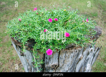 flowering purslane flower and green leaves with water drop on old stump Stock Photo