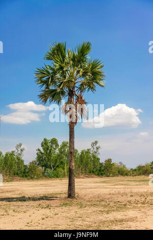 isolate sugar palm tree on dry ground with blue sky and clouds Stock Photo