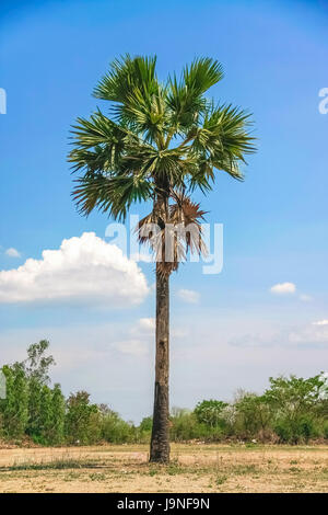 isolate sugar palm tree on dry ground with blue sky and clouds Stock Photo