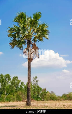 isolate sugar palm tree on dry ground with blue sky and clouds Stock Photo