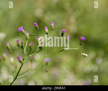 beatiful purple vernonia flower, Vernonia cinerea Less Stock Photo