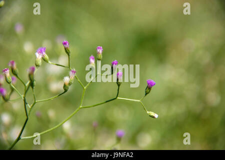 beatiful purple vernonia flower, Vernonia cinerea Less Stock Photo