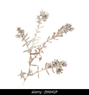 flora of Gran Canaria - Micromeria, small twigs isolated on white Stock Photo