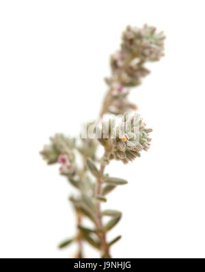 flora of Gran Canaria - Micromeria, small twigs isolated on white Stock Photo