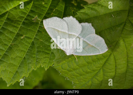 Silberblatt, Silberblattspanner, Silberblatt-Spanner, Perlglanzspanner, Perlglanz-Spanner, Campaea margaritata, Campaea margaritaria, Light Emerald, l Stock Photo