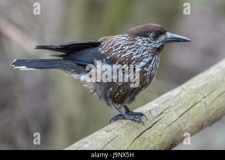 Spotted nutcracker in the woods Stock Photo
