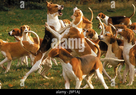 are chien francais blanc et orange noisy