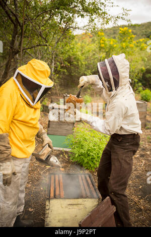 Honey is harvested from beehives and frames in Leon Department, Nicaragua. Stock Photo