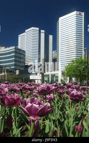 Tulips growing in Victoria Square in downtown Montreal. Stock Photo