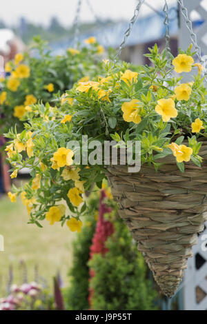 Calibrachoa. Petunia Million Bells flowers in a conical hanging basket at a flower show. UK Stock Photo