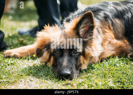 Beautiful Tired Small Young Black German Shepherd Puppy Dog Resting In Green Grass Near Owner. Alsatian Wolf Dog Or German Shepherd Dog Outdoor. Deuts Stock Photo