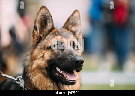 Beautiful Young Brown German Shepherd Dog Close Up. Alsatian Wolf Dog Or German Shepherd Dog. Deutscher Dog. Stock Photo