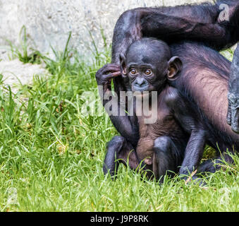 A curious baby Bonobo Ape observes his surroundings, mom close by Stock Photo