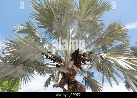 A Bismark Palm tree with a sizable cluster of dark brown ovoid drupes. The tree is native to Madagascar Stock Photo