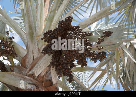 A Bismark Palm tree with a sizable cluster of dark brown ovoid drupes. The tree is native to Madagascar Stock Photo