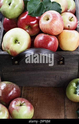 Freshly picked bushel of apples in an old vintage wooden crate with leather handles on a rustic wood table. Stock Photo