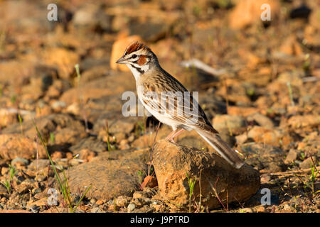 Lark sparrow, Rough and Ready Botanical Wayside, Siskiyou National Forest, Oregon Stock Photo
