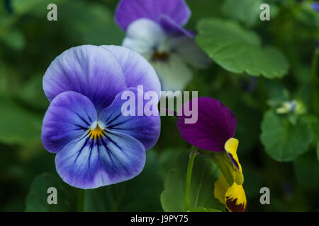 The violet summer garden flower of the Viola in Blackpool, Lancashire, England, UK Stock Photo