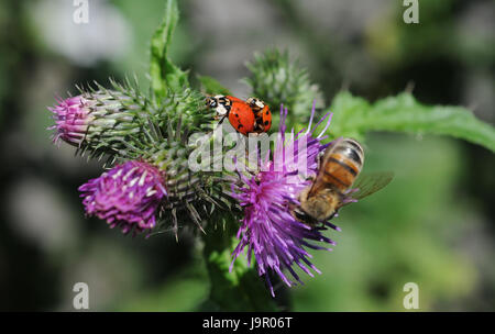 thistle, mating, mate, ladybug, insect, bee, insect, beetle, offspring, Stock Photo