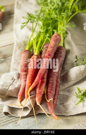Raw Organic Heirloom Purple Carrots Ready to Eat Stock Photo