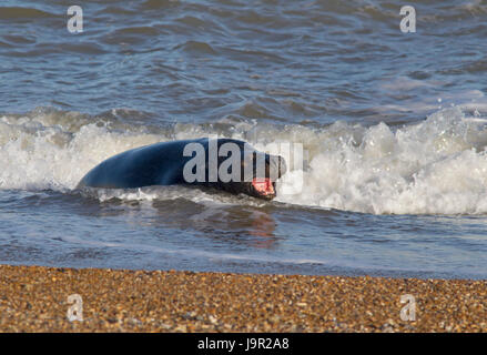 Grey Seal, Halichoerus grypus, single adult male swimming in sea, showing aggression, Suffolk, UK Stock Photo