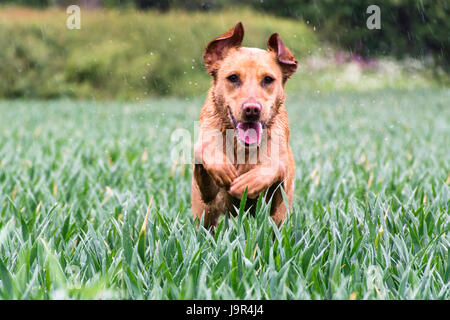 leaping red fox lab Stock Photo