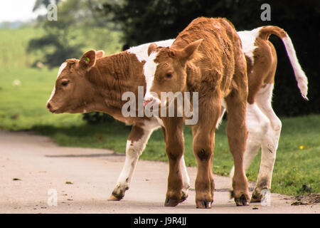 young calves on a road Stock Photo