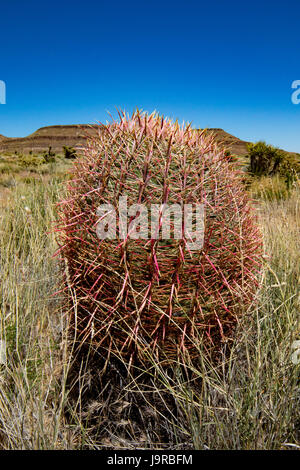Barrel Cactus in the Mojave Desert Stock Photo