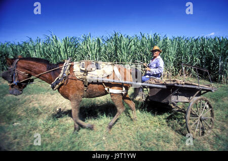Cuba,Cueto,sugarcane plantation,farmer,horse and cart,no model release,Central America,plantation,annex,sugarcane,Cuban,local,boss,straw hat,cart,horse's motorcycle combination,work,agriculture,outside, Stock Photo