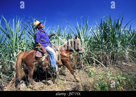 Cuba,Cueto,sugarcane plantation,bleed,controlling ride,no model release,Central America,plantation,annex,sugarcane,Cuban,local,farmer,man,horse,ride,controls,monitoring,work,work in the fields,agriculture,outside, Stock Photo