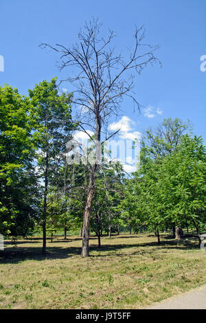 Dry tree in the park, which poses a danger to passersby. Stock Photo
