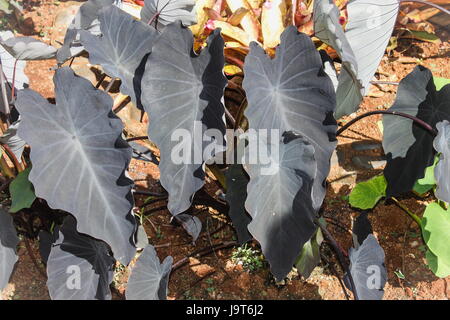 Black Taro (Colocasia esculenta) Stock Photo