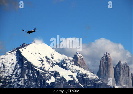 Andean condors fly in Parque Nacional Torres del Paine, Chile Stock Photo