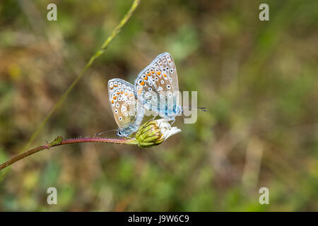 Male and Female common blue butterflies mating Stock Photo