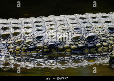 Crocodile skin texture. Shot in South Africa Stock Photo