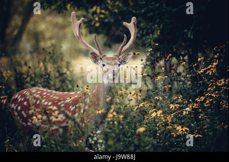 Whitetail Deer standing in autumn wood Stock Photo