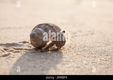 Small hermit crab on the tropical island sand. Copy space,close up; Hermit crab on tropical beach Stock Photo