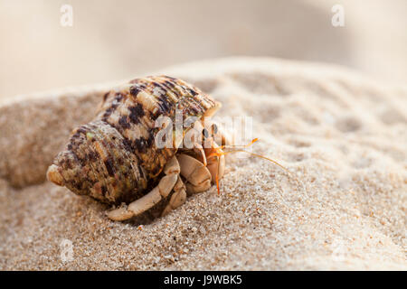 Small hermit crab on the tropical island sand. Copy space,close up; Hermit crab on tropical beach Stock Photo