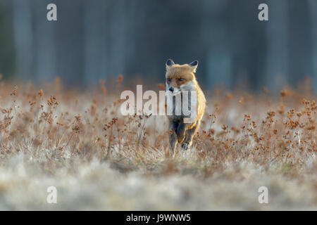 Red fox (vulpes vulpes), running across a meadow, Bohemian Forest, Czech Republic Stock Photo