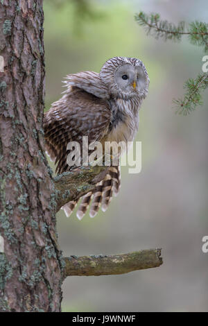 Ural Owl (Strix uralensis), sitting on pine trunk, Bohemian Forest, Czech Republic Stock Photo
