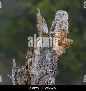 Ural Owl (Strix uralensis), sitting on old birch trunk, Bohemian Forest, Czech Republic Stock Photo