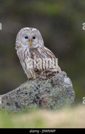 Ural Owl (Strix uralensis), sitting on stone, rain, Bohemian Forest, Czech Republic Stock Photo