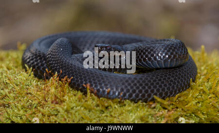 Common European Viper (Vipera berus), Common European adder, black morph in attack position, Augsburg, Bavaria, Germany Stock Photo