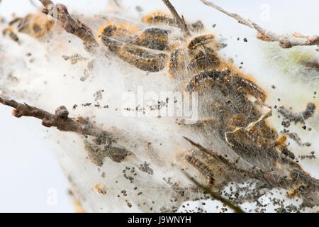 Caterpillars of the brown-tail (Euproctis chrysorrhoea) in cocoon, Langeoog, East Frisia, Lower Saxony, Germany Stock Photo