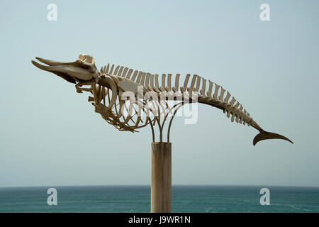 Long-finned pilot whale (Globicephala melas), skeleton, El Cotillo, Fuerteventura, Canary Islands, Spain Stock Photo