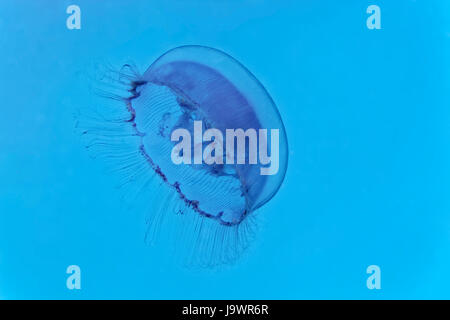 Common jellyfish (Aurelia aurita), blue, Red Sea, Egypt Stock Photo