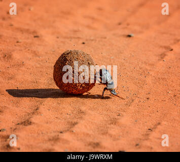 A Green Grooved Dung Beetle with a dung ball in Southern Africa A Green Grooved Dung Beetle with a dung ball in Southern Africa