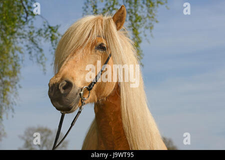 Icelandic horse (Equus przewalskii f. Caballus), mare, horse breed Icelandic horse, Schleswig-Holstein, Germany Stock Photo