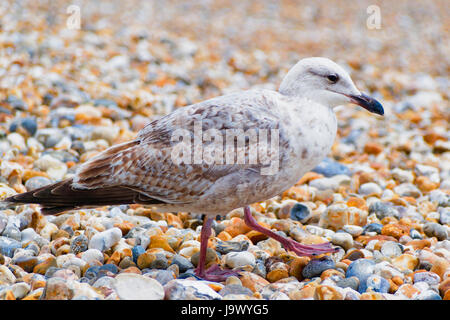 Close up of an immature Herring Gull walking on a shingle beach. Stock Photo