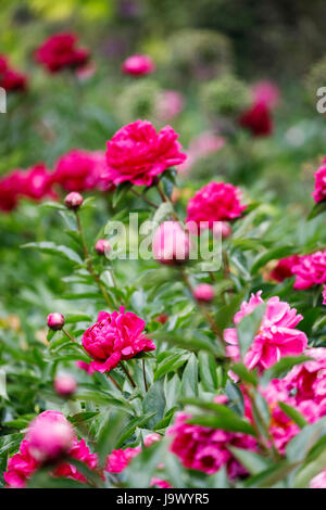 Pink and red peonies (Paeonia lactiflora) growing in an English garden border in late spring to early summer, Surrey, south-east England, UK